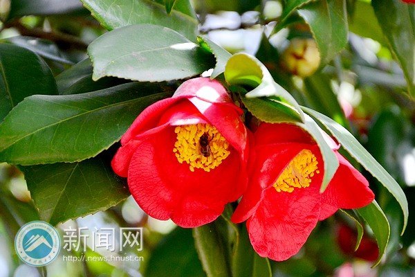 满园春色关不住