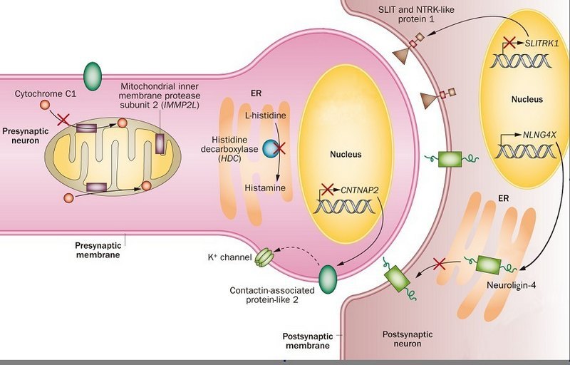 껽ڡNature reviews񾭲ѧо