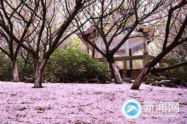 四月樱林芳菲尽 花雨三千落缤纷
