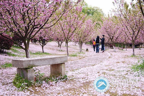 四月樱林芳菲尽 花雨三千落缤纷