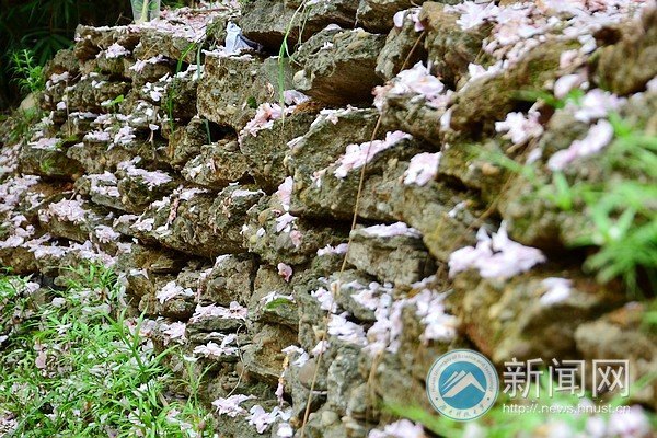 四月樱林芳菲尽 花雨三千落缤纷