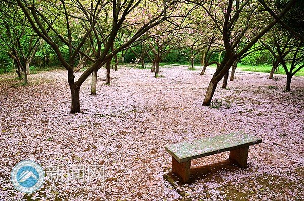 四月樱林芳菲尽 花雨三千落缤纷