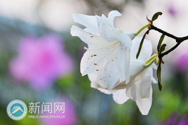 最后的春色,你赏了吗?