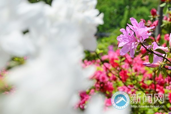 最后的春色,你赏了吗?