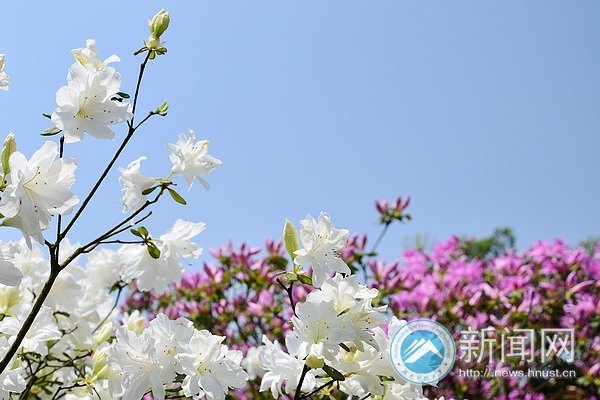 最后的春色,你赏了吗?