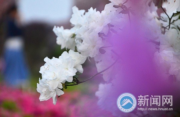 最后的春色,你赏了吗?