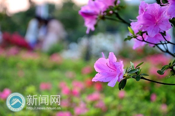 最后的春色,你赏了吗?