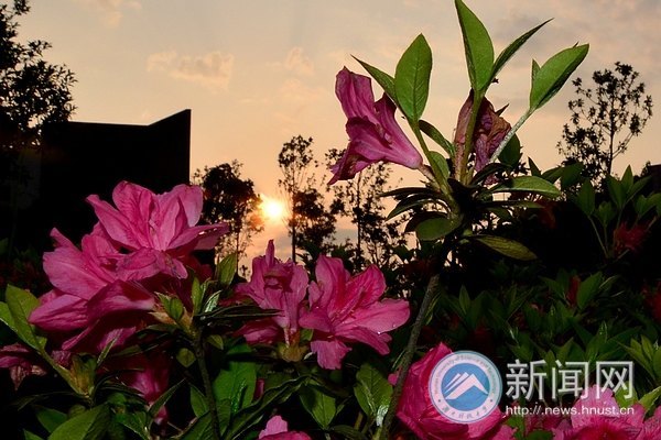 最后的春色,你赏了吗?