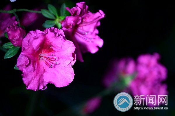 最后的春色,你赏了吗?