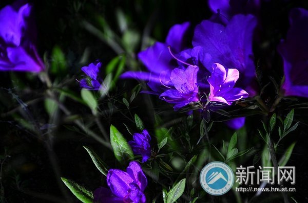 最后的春色,你赏了吗?