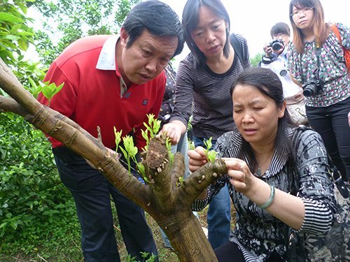 中外专家考察果树研究所 望其办成良种柑橘繁育中心