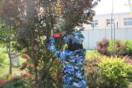 生物院新生军训基地植物挂牌展北林风采