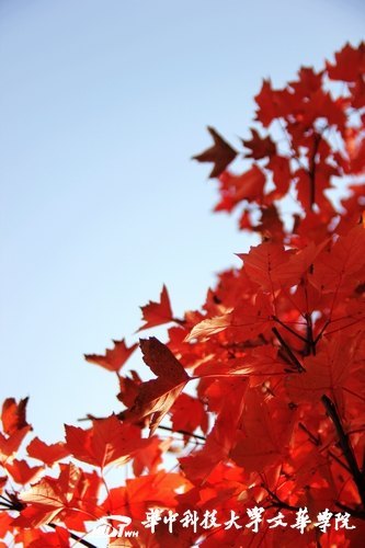 �Ļ�����