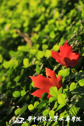 �Ļ�����