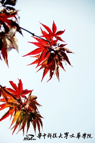 �Ļ�����