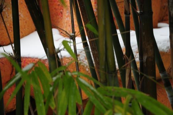 ��װ�ع���У԰����ͼ��