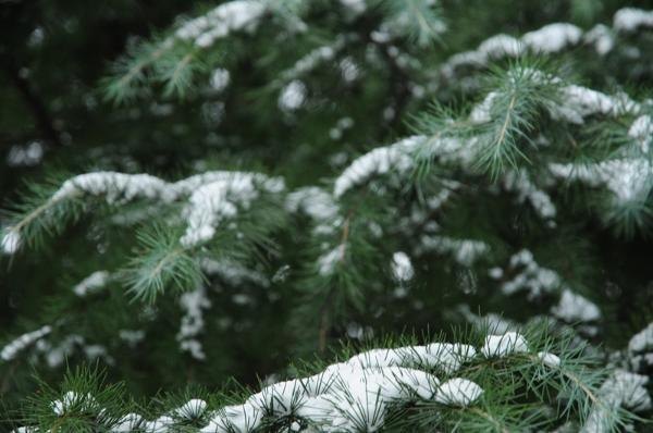 ��װ�ع���У԰����ͼ��