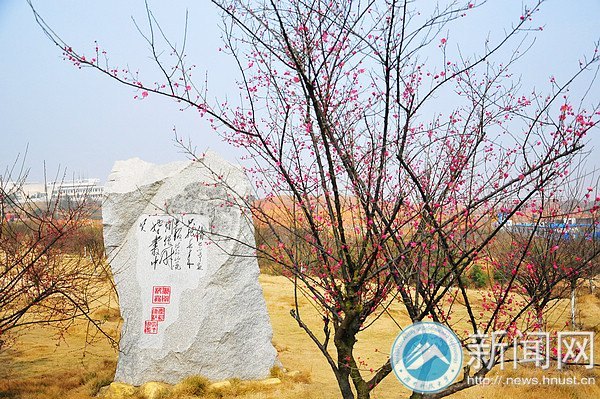 湖南科技大学梅花初绽放 暗香浮动吐露芬芳