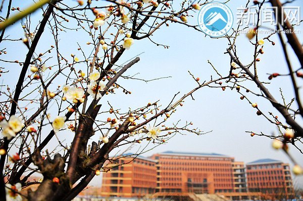 湖南科技大学梅花初绽放 暗香浮动吐露芬芳