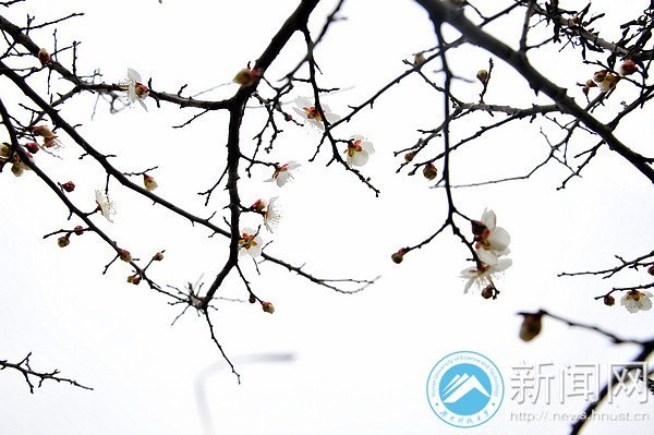 湖南科技大学梅花初绽放 暗香浮动吐露芬芳