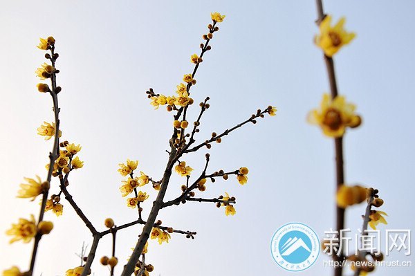 湖南科技大学梅花初绽放 暗香浮动吐露芬芳