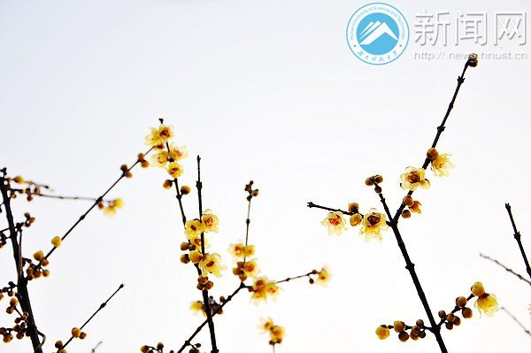 湖南科技大学梅花初绽放 暗香浮动吐露芬芳