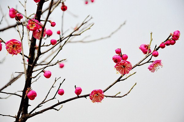 湖南科技大学梅花初绽放 暗香浮动吐露芬芳