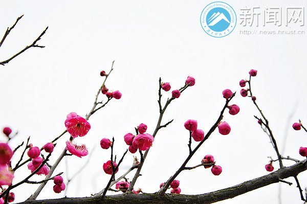 湖南科技大学梅花初绽放 暗香浮动吐露芬芳