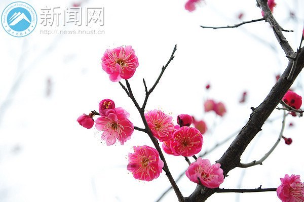 湖南科技大学梅花初绽放 暗香浮动吐露芬芳