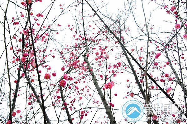 湖南科技大学梅花初绽放 暗香浮动吐露芬芳