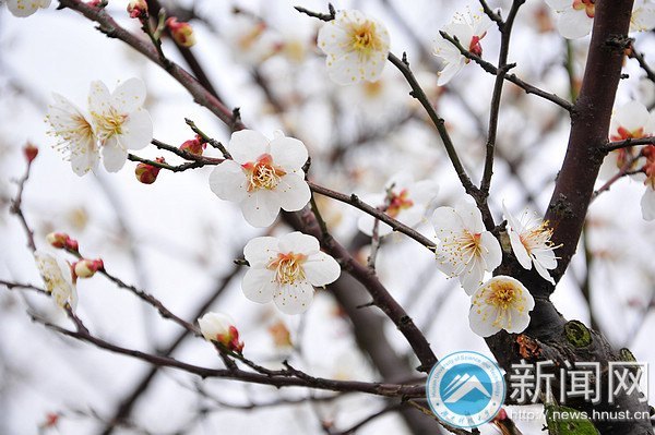 湖南科技大学梅花初绽放 暗香浮动吐露芬芳