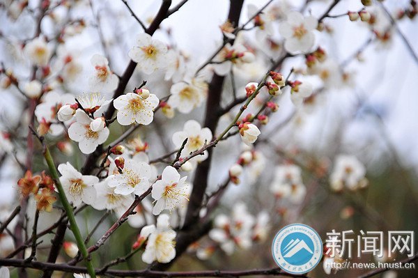 湖南科技大学梅花初绽放 暗香浮动吐露芬芳