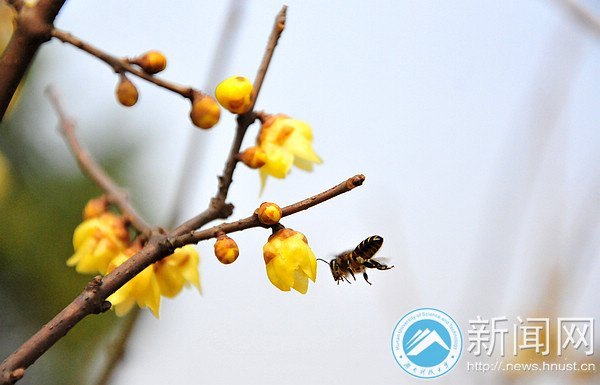 湖南科技大学梅花初绽放 暗香浮动吐露芬芳