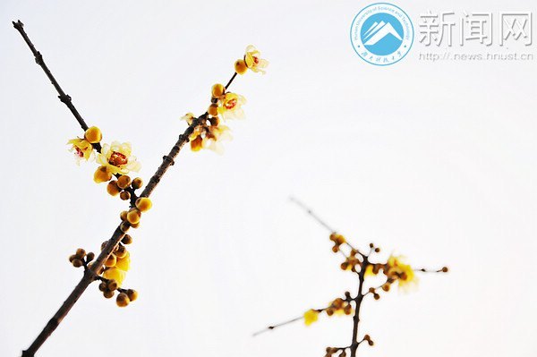 湖南科技大学梅花初绽放 暗香浮动吐露芬芳