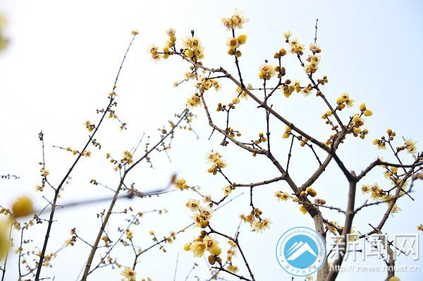 湖南科技大学梅花初绽放 暗香浮动吐露芬芳