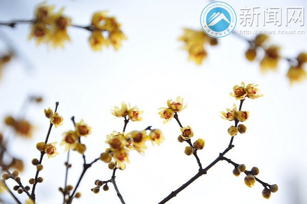 湖南科技大学梅花初绽放 暗香浮动吐露芬芳