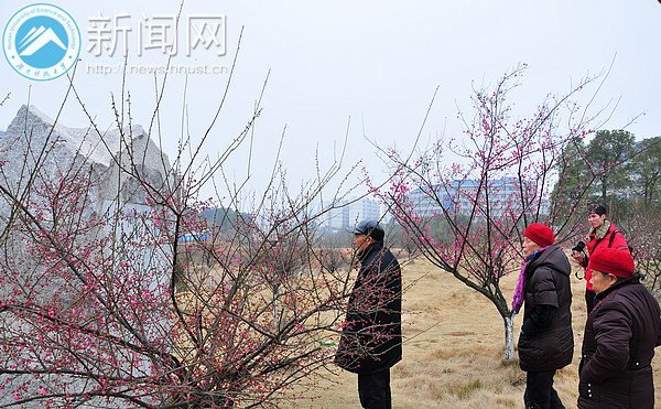 湖南科技大学梅花初绽放 暗香浮动吐露芬芳