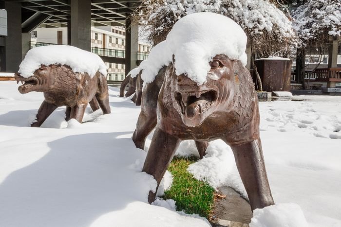 ��ͼ�ı�����ѩ������