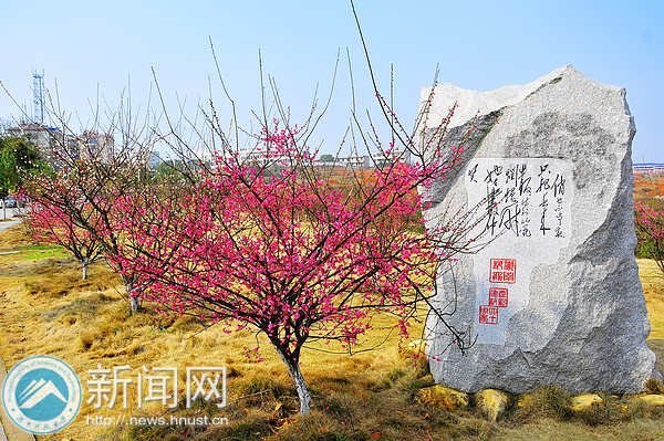 梅花园成湖南科技大学风景新名片
