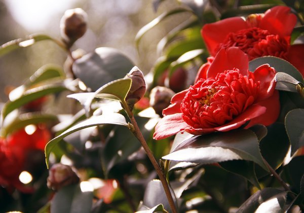 ���ⰻȻ������У԰