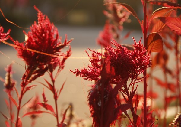 ���ⰻȻ������У԰