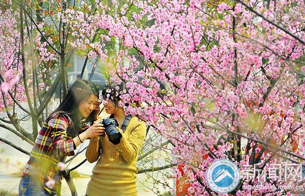 【图说科大】梅花花期将过 师生请抓紧赏梅