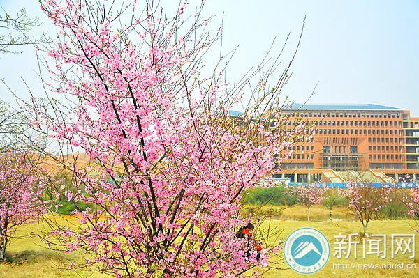 【图说科大】梅花花期将过 师生请抓紧赏梅