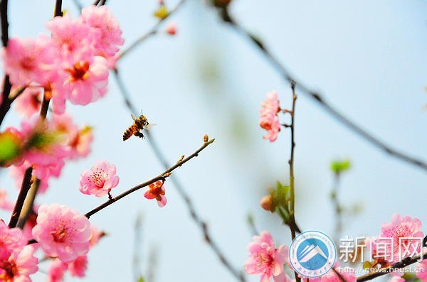 【图说科大】梅花花期将过 师生请抓紧赏梅