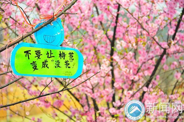 【图说科大】梅花花期将过 师生请抓紧赏梅