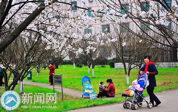 【图说科大】白色早樱悄然绽放