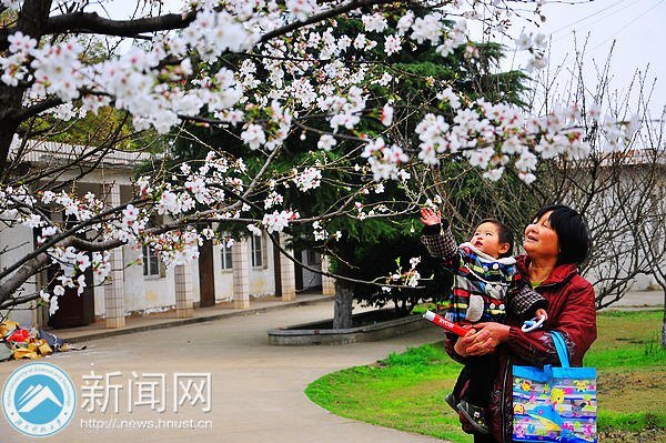 【图说科大】白色早樱悄然绽放