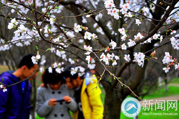 【图说科大】白色早樱悄然绽放