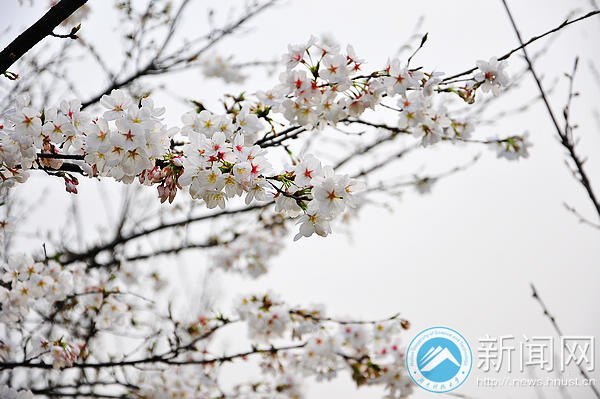 【图说科大】白色早樱悄然绽放