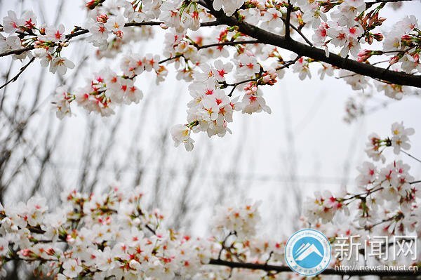 【图说科大】白色早樱悄然绽放